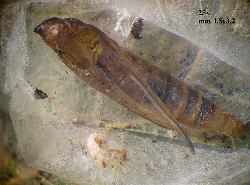 Lithocolletis (Phyllonorycter) platani con parassitoidi